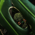Concrete Jungle Beast "Green Lurker"